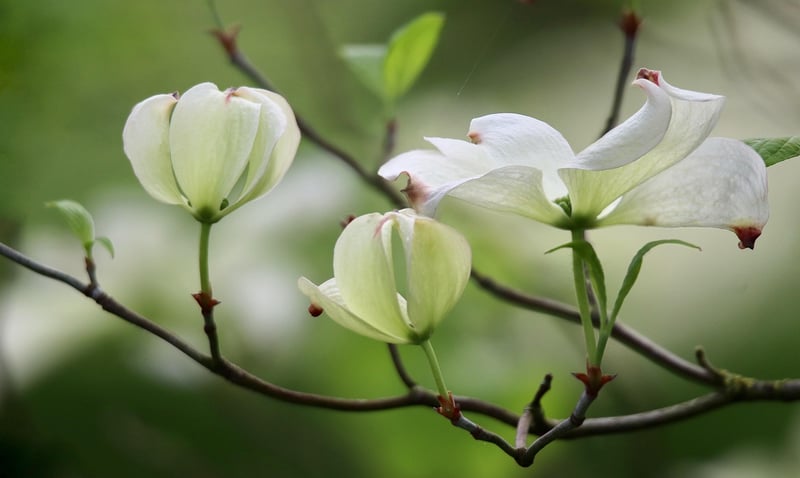 Witchy Blossoms