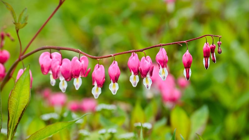 Bleeding Heart