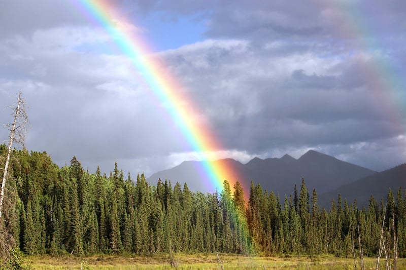 Rainbow Ferns