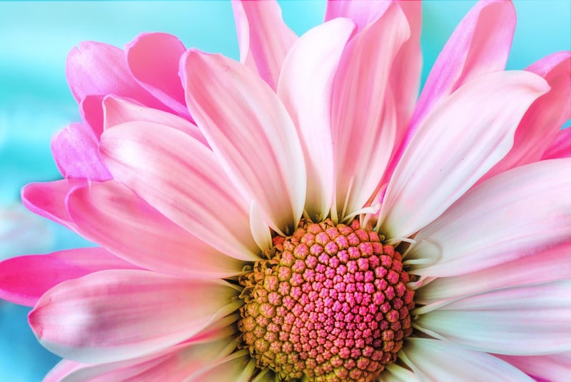 Mystic Petals